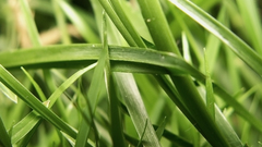 Green nature grass wide