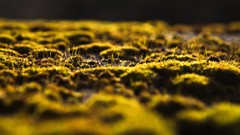 Green nature horizon bokeh