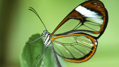 Green nature insects Glasswing