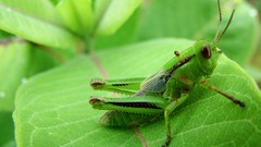 Green nature insects grasshopper