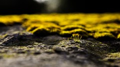 Green nature Islands oasis