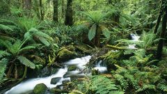 Green nature jungle forests