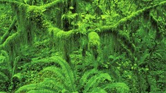 Green nature jungle Trees Plants