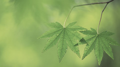 Green nature leaf leaves