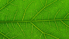 Green nature leaf macro