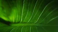 Green nature leaf macro