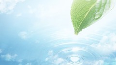 Green nature leaf summer