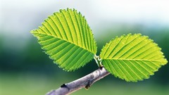 Green nature leaves