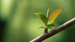 Green nature leaves depth