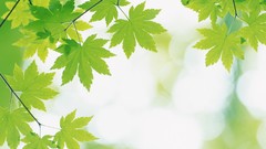 Green nature leaves depth