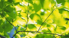 Green nature leaves depth