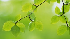 Green nature leaves depth