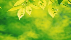 Green nature leaves depth