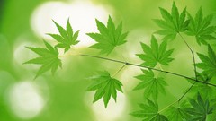 Green nature leaves depth