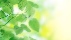 Green nature leaves dreamy