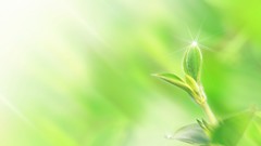 Green nature leaves dreamy