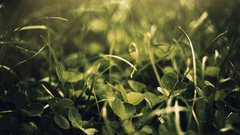 Green nature leaves grass