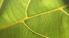 Green nature leaves macro