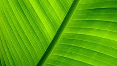 Green nature leaves macro