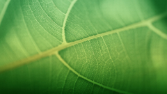 Green nature leaves macro