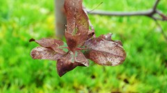 Green nature leaves macro