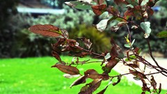 Green nature leaves macro