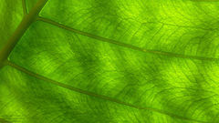 Green nature leaves Plants