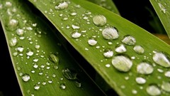 Green nature leaves Plants