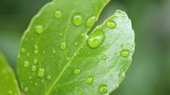 Green nature leaves Plants