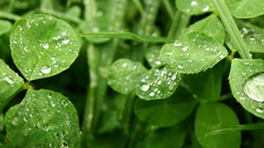 Green nature leaves Plants