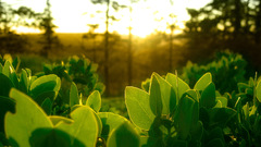 Green nature leaves Plants
