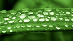 Green nature leaves Plants