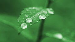Green nature leaves Plants