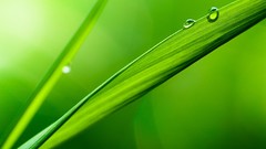 Green nature leaves Plants