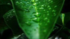 Green nature leaves Plants