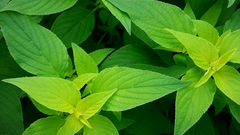 Green nature leaves Plants