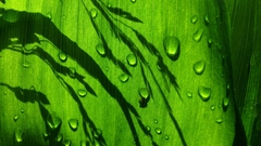 Green nature leaves water
