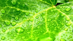 Green nature leaves water