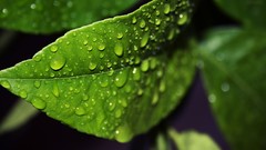 Green nature leaves water
