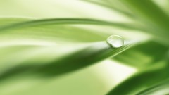 Green nature leaves water