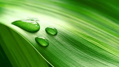 Green nature leaves water