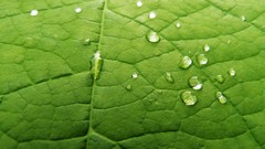 Green nature leaves water