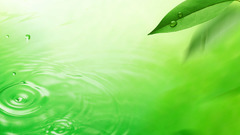 Green nature leaves water