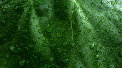 Green nature leaves wet