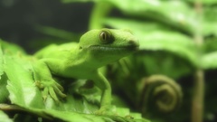 Green nature lizards