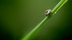 Green nature macro spiders