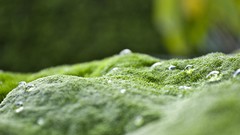 Green nature moss water