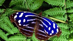 Green nature multicolor insects