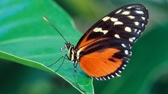 Green nature multicolor insects