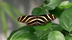 Green nature multicolor insects